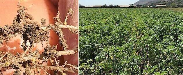 dorado-papa-Camila-Sandoval|nematodo dorado imagen|nematodo dorado distribución